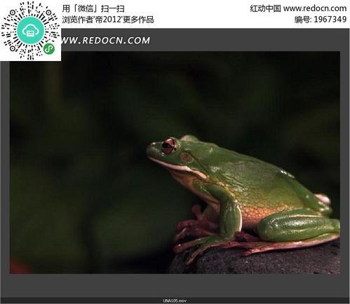 国产青蛙在线视频观看,在线视频观看热潮席卷而来