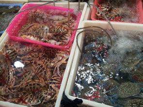 国产高档海鲜自拍视频,镜头下的高端海鲜美食之旅